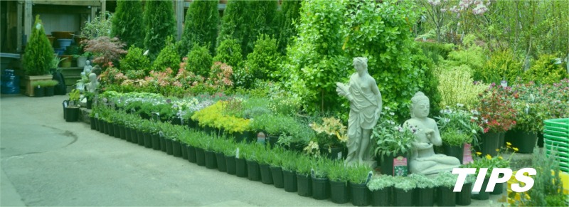 tuincentrum bloemen en planten TIPS