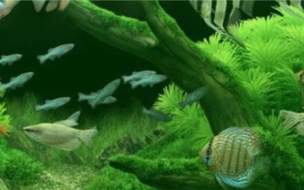aquarium vissen planten TIPS