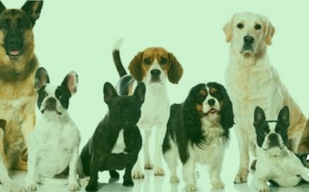 5000+ TIPS honden pups rashonden kopen en verzorgen