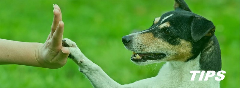 5000+ TIPS hondenschool hond succesvol trainen
