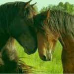 paarden manege verzorging TIPS
