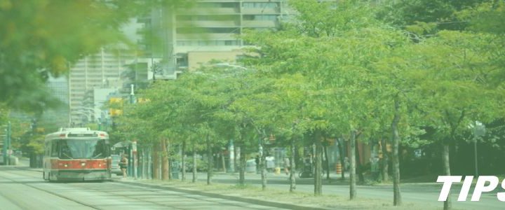 5000+ TIPS - CO2 opname door bomen hoger in stad - onderzoek