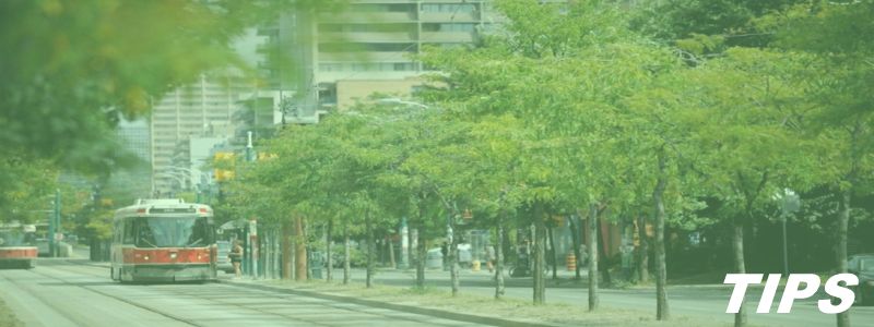 CO2 opname door bomen hoger in stad - onderzoek