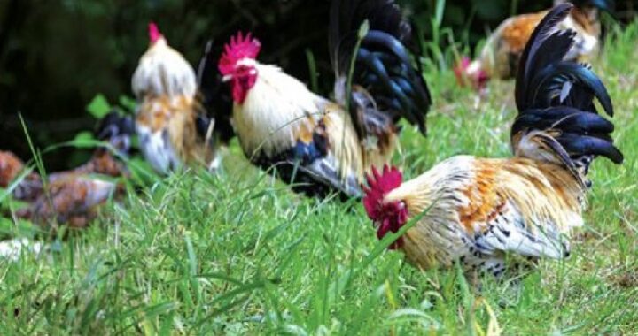Wist je dat kippen vroeger exotische huisdieren waren en afkomstig zijn uit Azië?