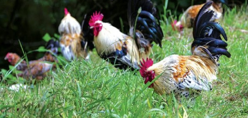 Wist je dat kippen vroeger exotische huisdieren waren en afkomstig zijn uit Azië?